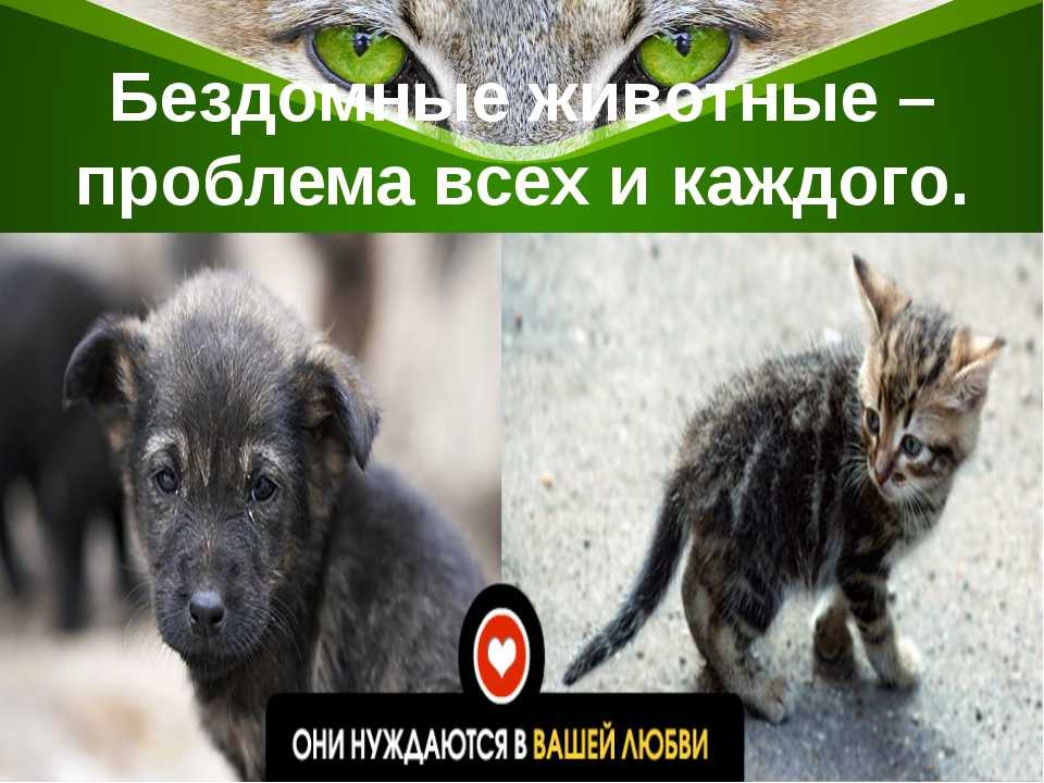 Как решают проблему бездомных животных в россии и на западе и что делать, если хочешь помочь