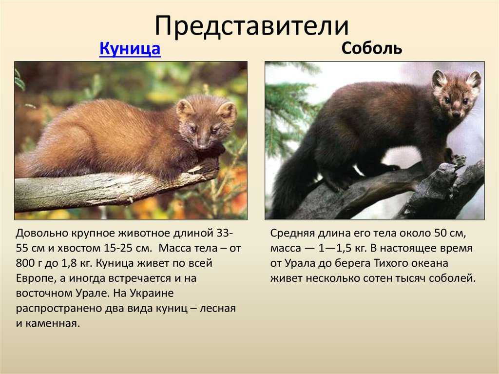 Байбак животное. степной сурок байбак