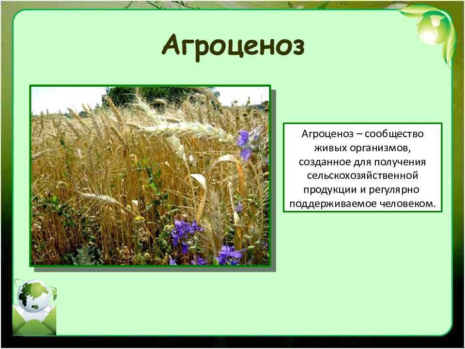 Экосистема и агроценоз сравнительная таблица. разница между биогеоценозом и агроценозом