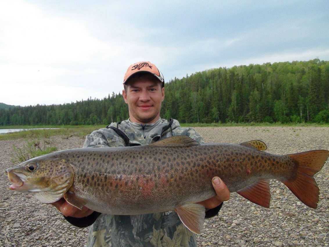 Мифы и реалии дальневосточного лосося и его родственников - читайте на сatcher.fish
