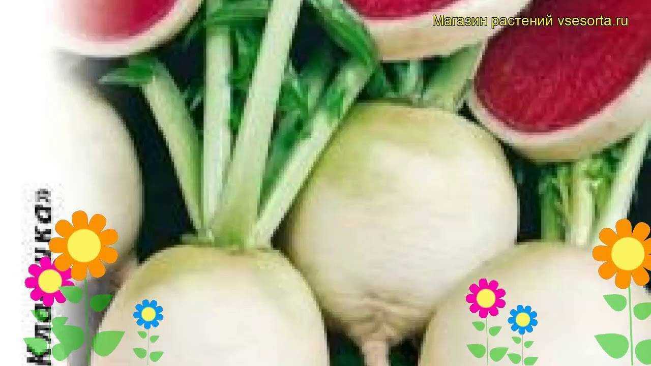 Чем отличается репа от редьки по внешним и вкусовым признакам, что полезнее