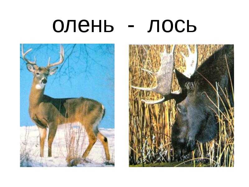 Чем отличается лось от оленя: особенности и отличия | в чем разница