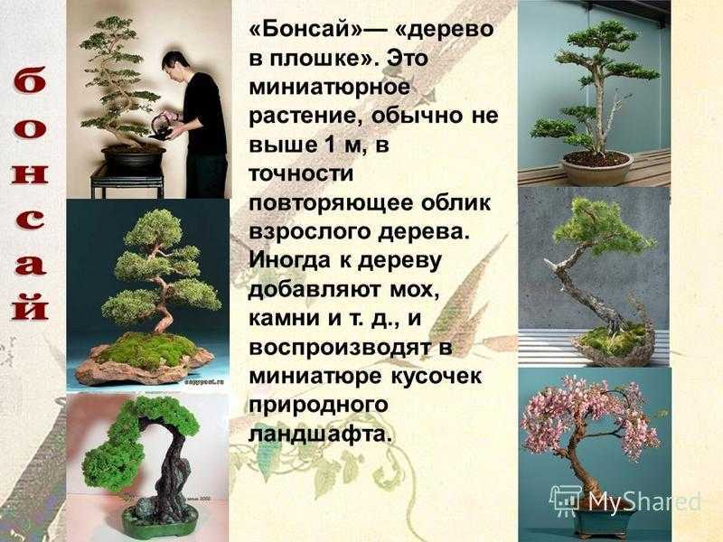 Дерево бонсай: что это такое и что символизирует, как выбрать растение и выращивать цветок, сколько растет, инструкция посадки для начинающих