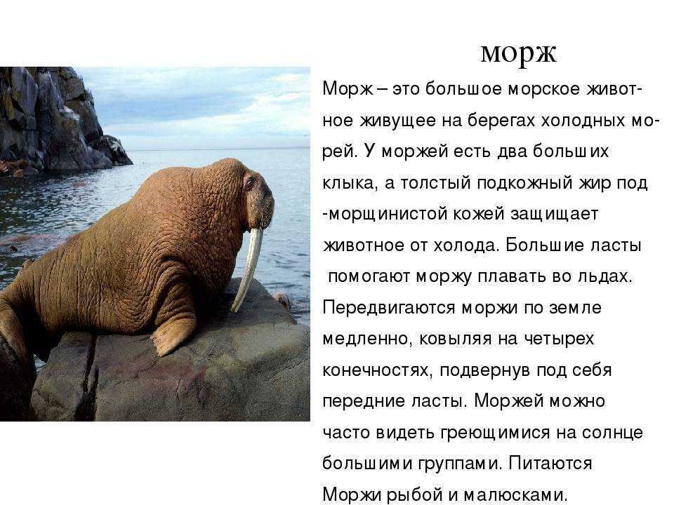 Животных северного ледовитого океана — список с фото