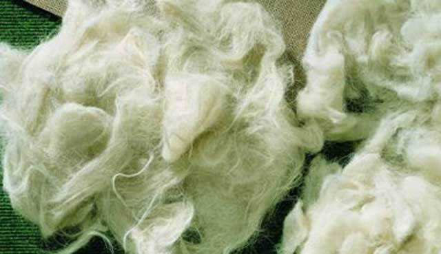 Что значит lana wool: все, что вам нужно знать