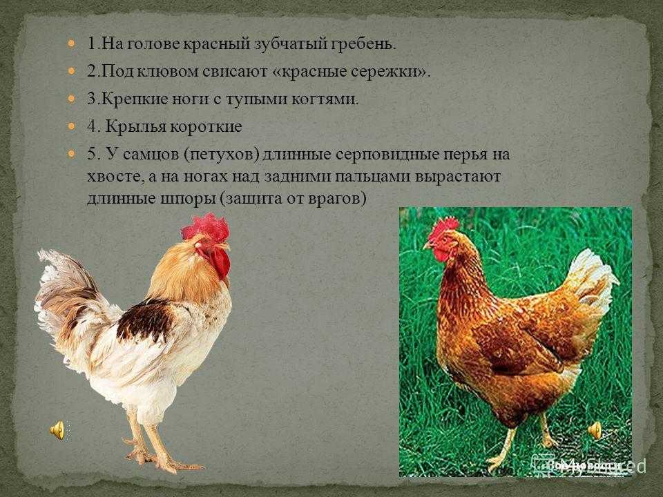 Отличия петуха от курицы