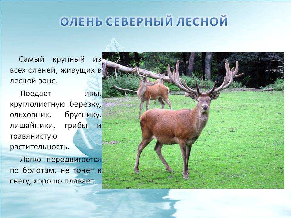 Благородный олень и его трофеи - русский охотничий портал