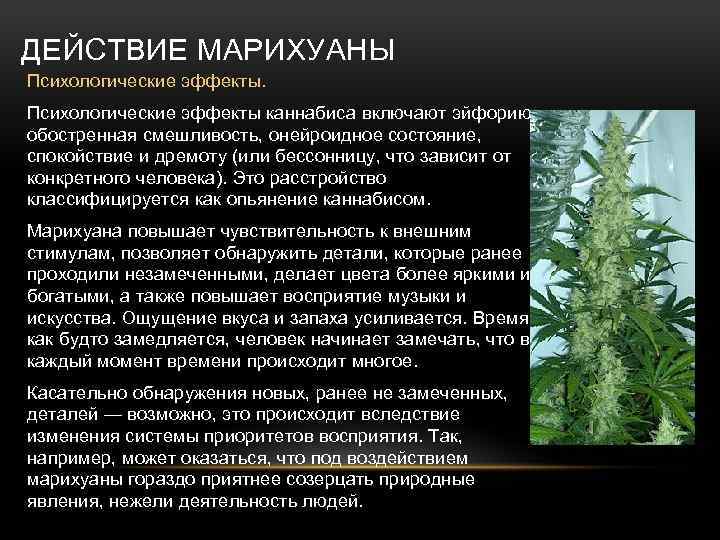 Гашиш, спайс, марихуана: особенности, воздействие и последствия употребления