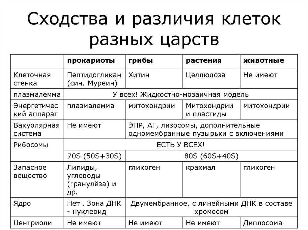 Сапоги хромовые, яловые, кирзовые и юфтевые и их отличия. область применения кожи юфть