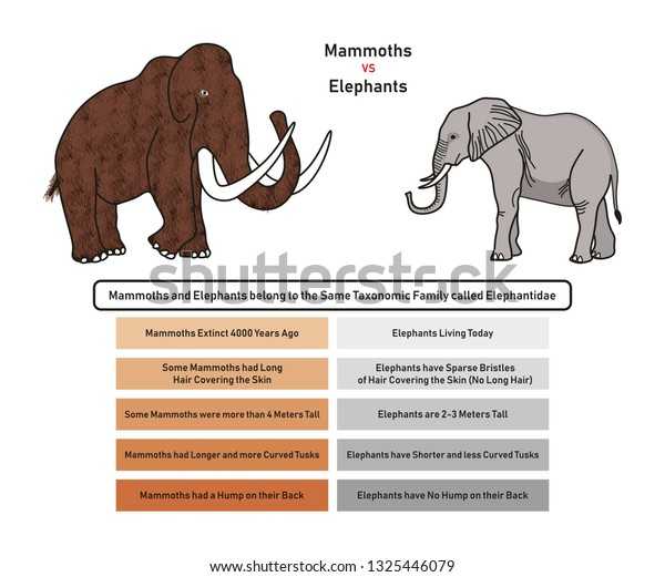 Различия между мамонтами и слонами