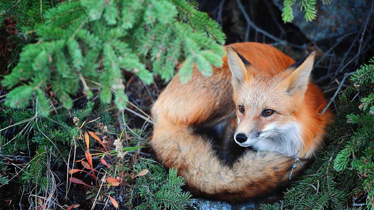 Песец: фото песца и описание животного