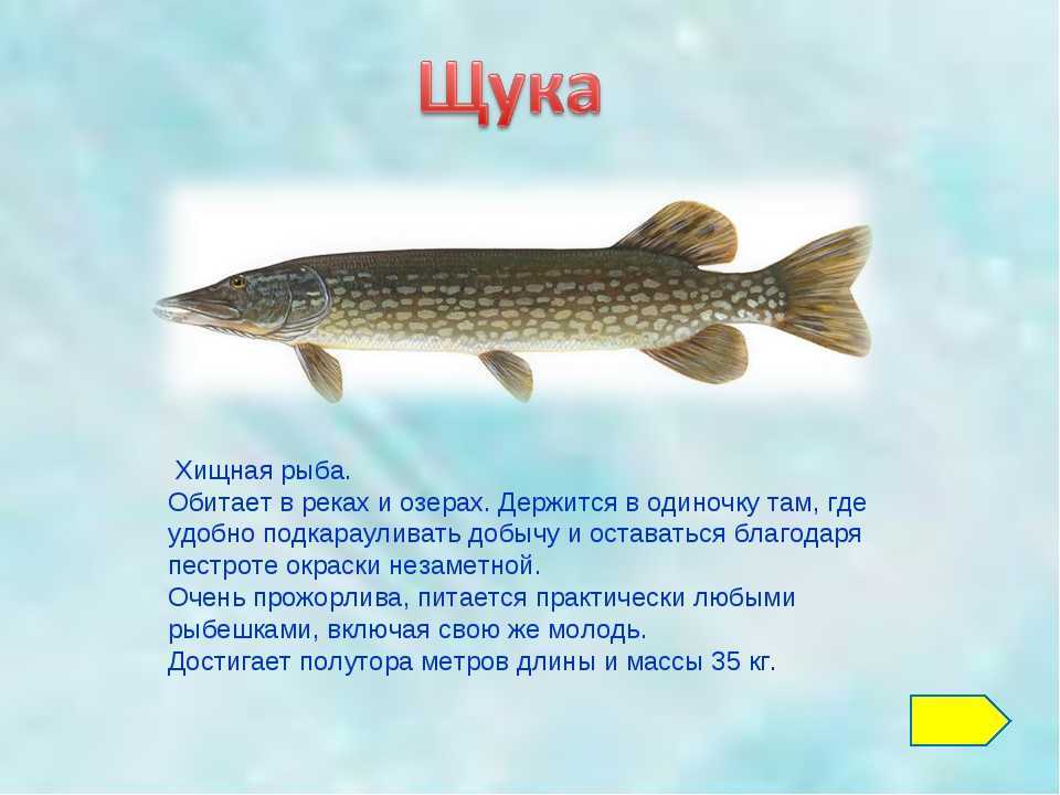 Рыба мойва (уек) — фото, где водится, где ловят, польза и вред