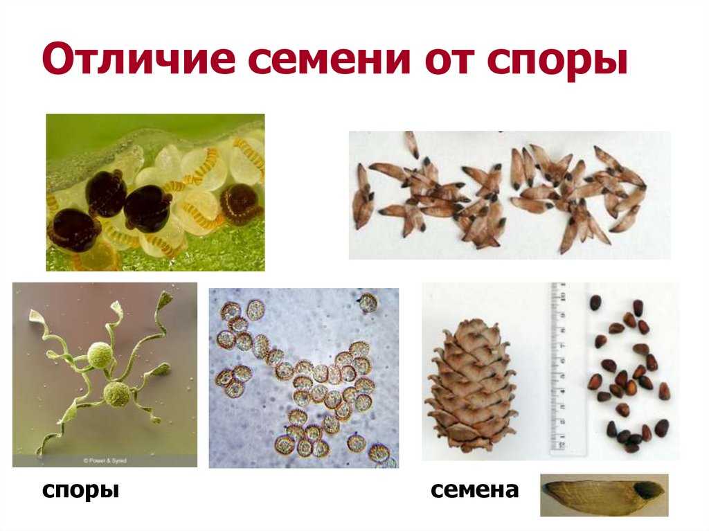 Споровые и семенные растения: различия, особенности и важность для окружающей среды