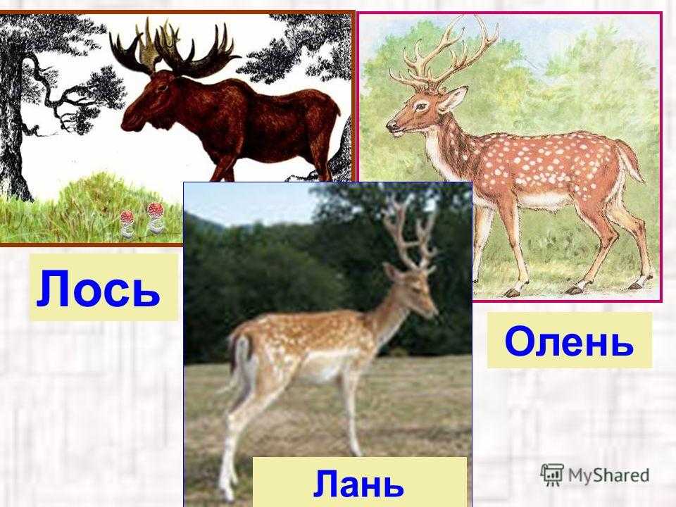​35 интересных и удивительных фактах о лосях — общенет