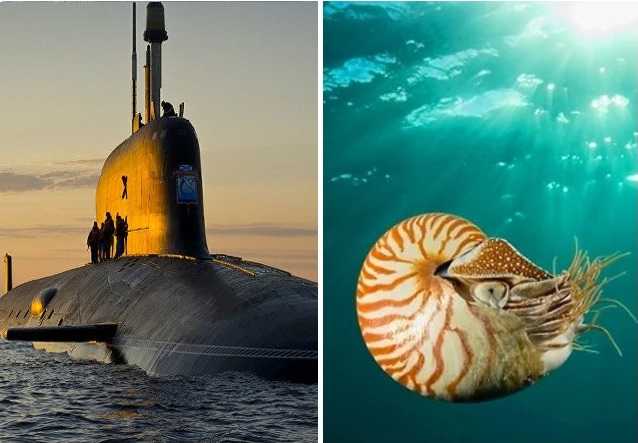 Полная и неполная метаморфоза: объяснения, различия