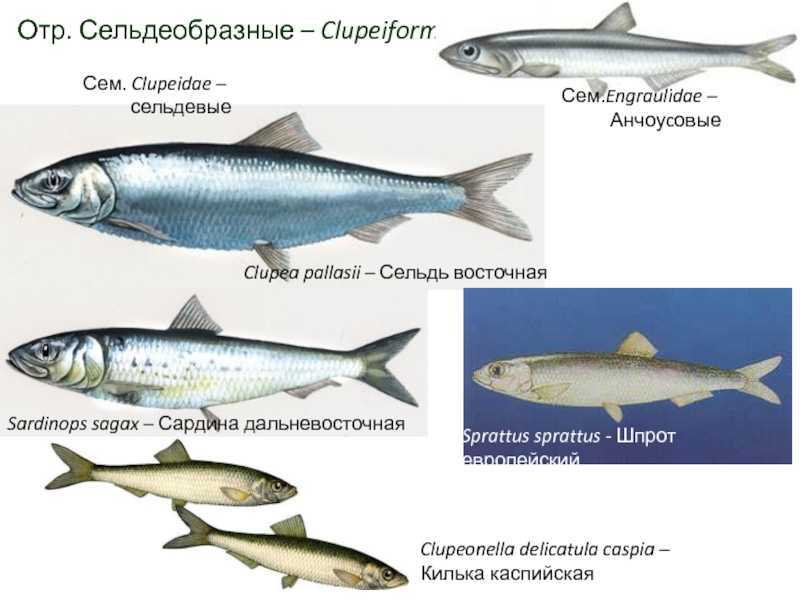 Мойва (уёк)