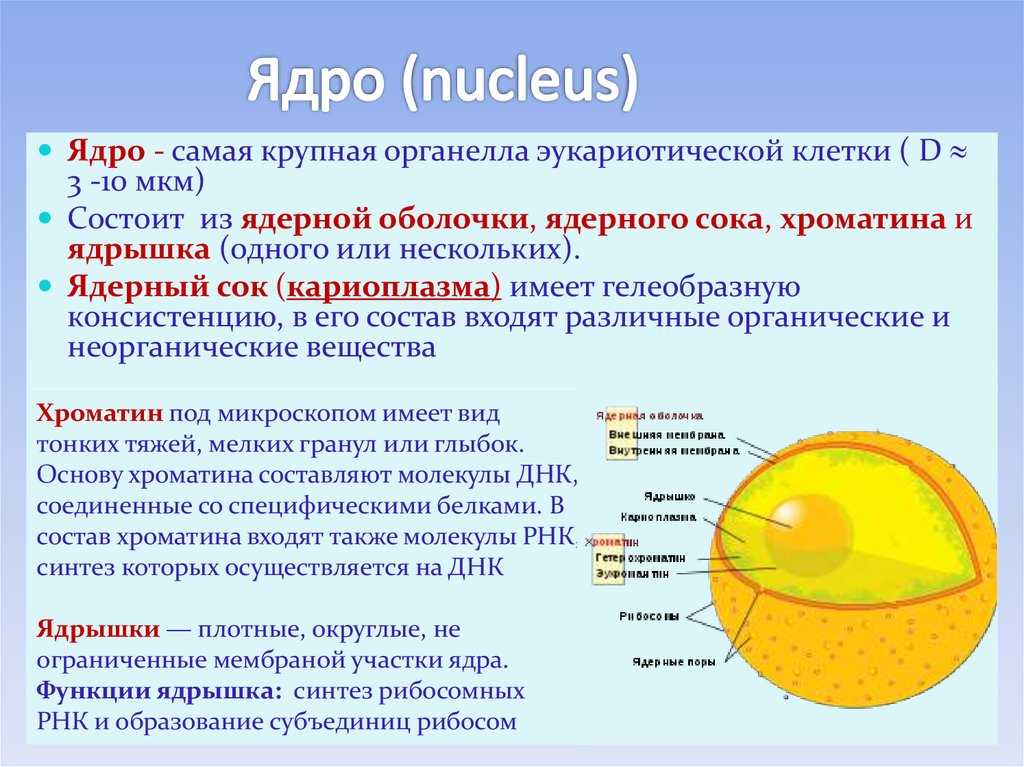 Клеточное ядро: особенности строения, функции ядра и значение для клетки