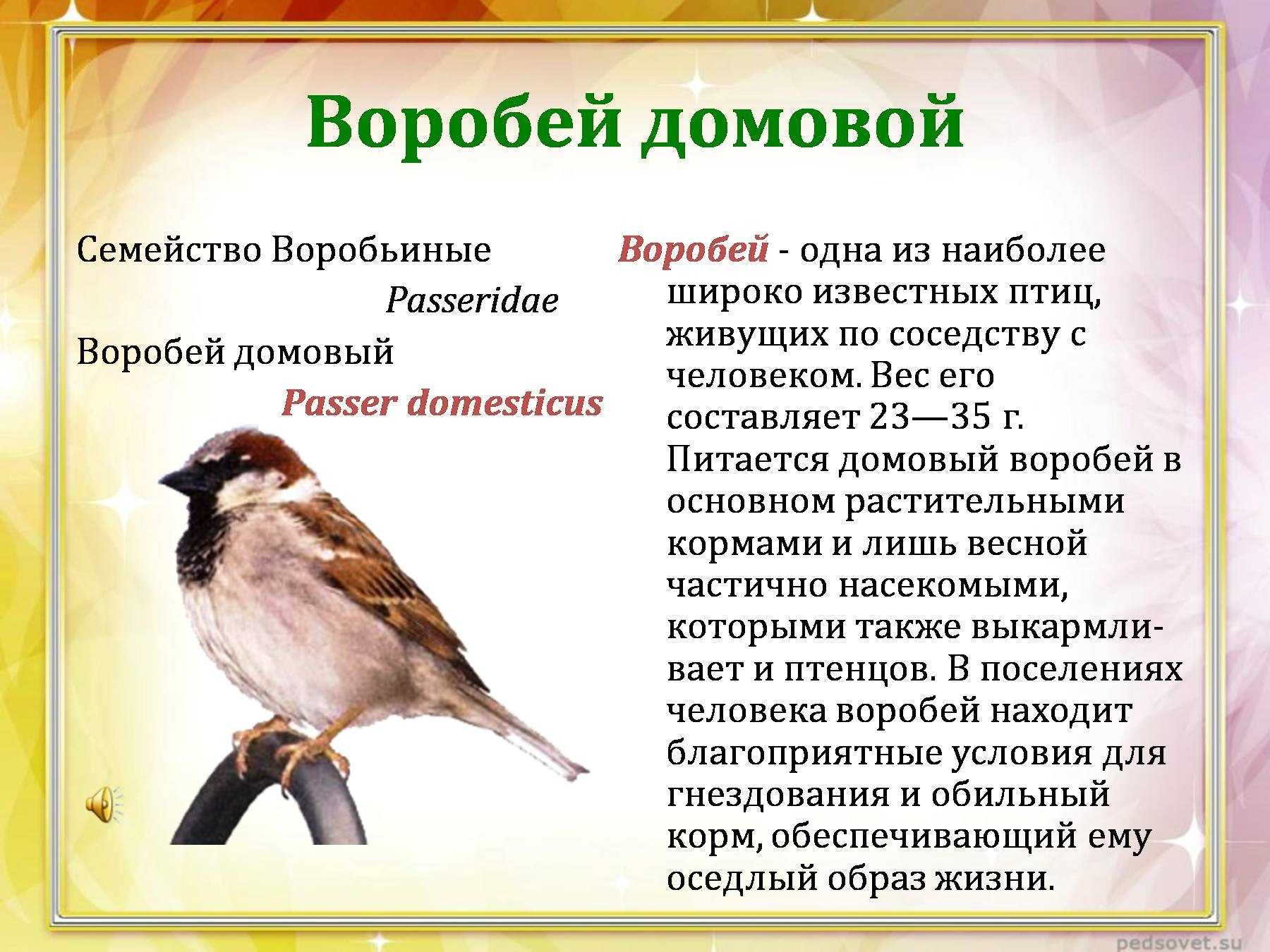Воробей: описание, виды, обитание, питание, враги | планета животных
