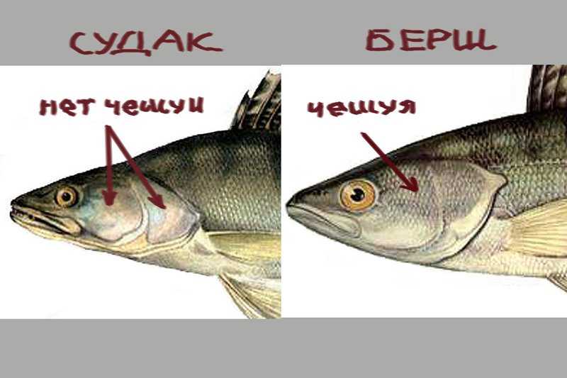 Рыба берш: описание и видовая характеристика, способы ловли