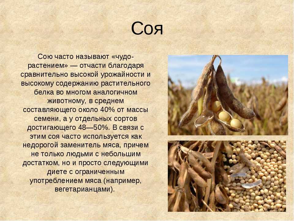 Растительный белок: таблица продуктов, плюсы и польза