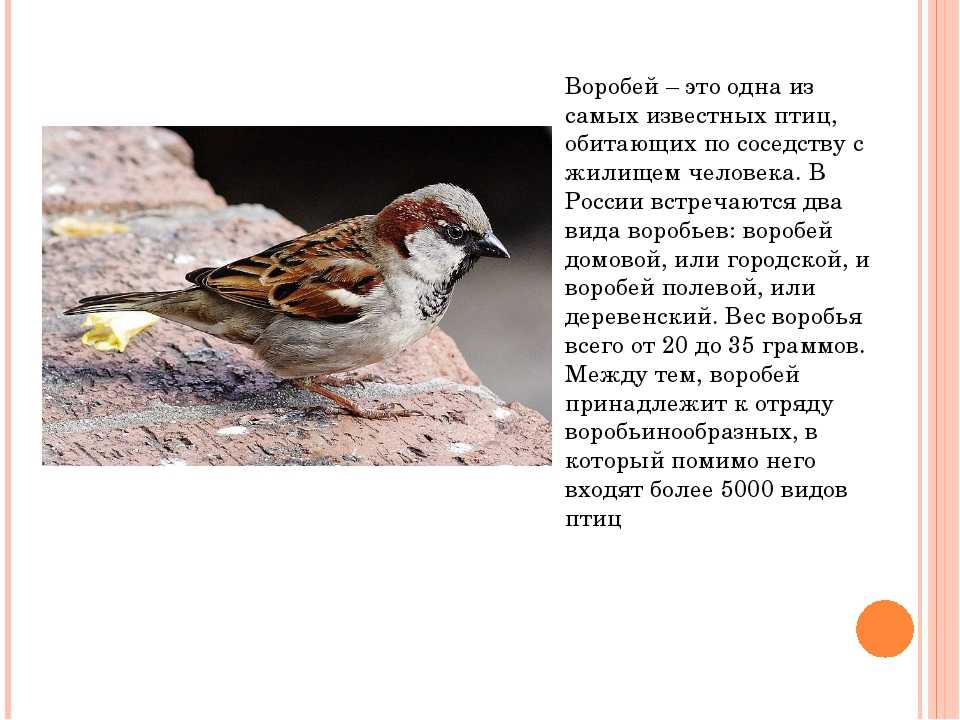 Синицы, снегири, свиристели и воробьи: что это за птицы?