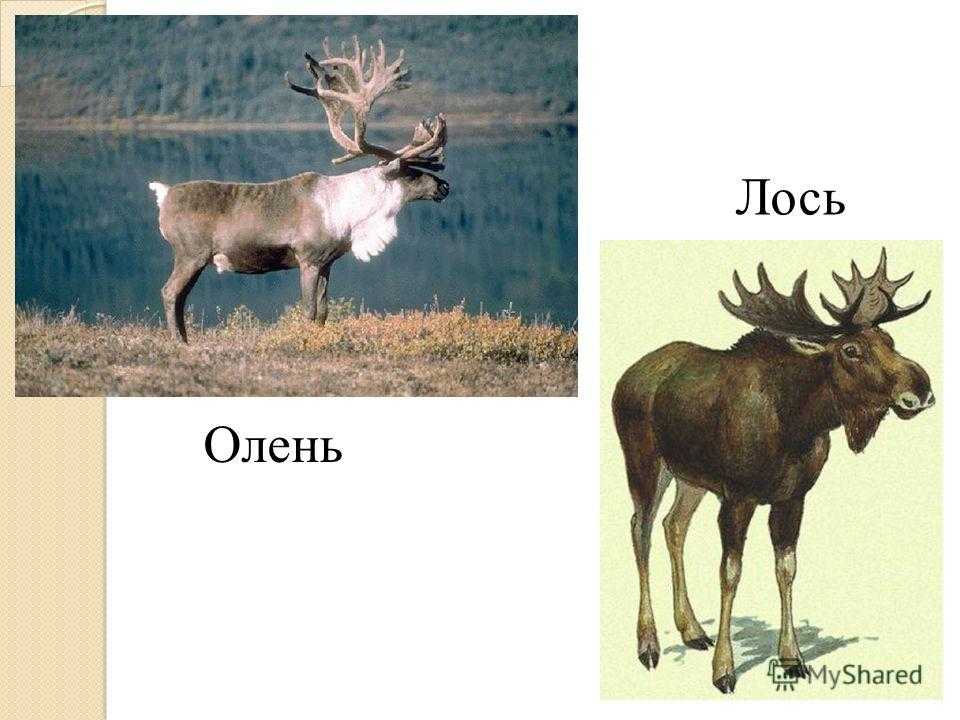 Разница между лосем и оленем: чем они отличаются, какие рога, описание для детей