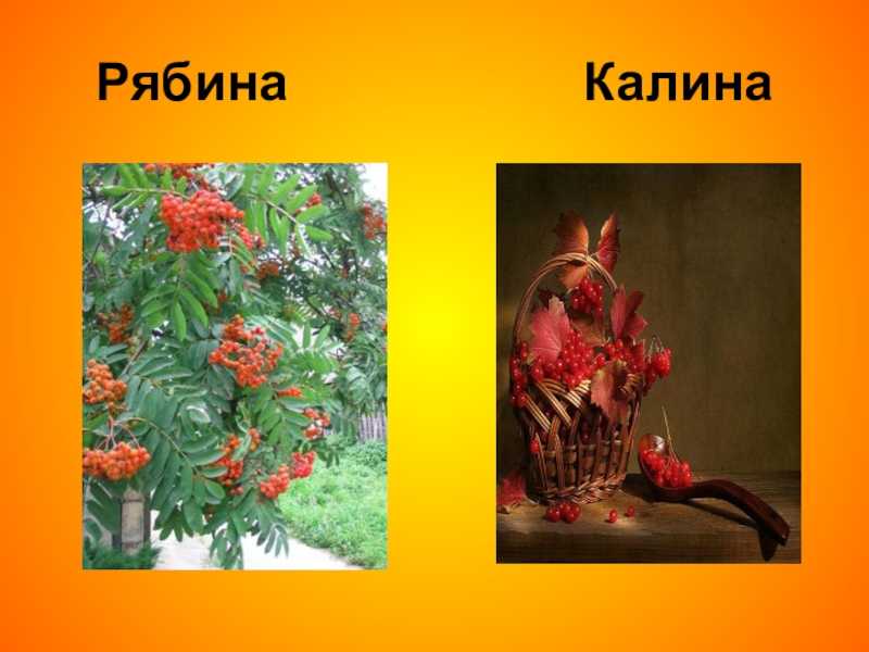 Зимой калина или рябина