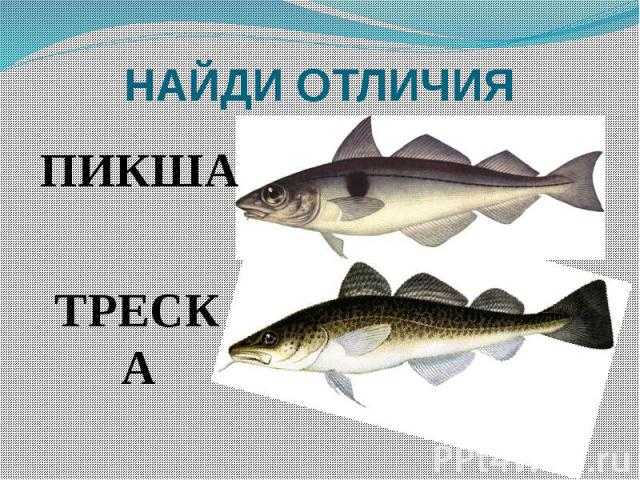 Треска и пикша. лучшие в мире блюда из рыбы