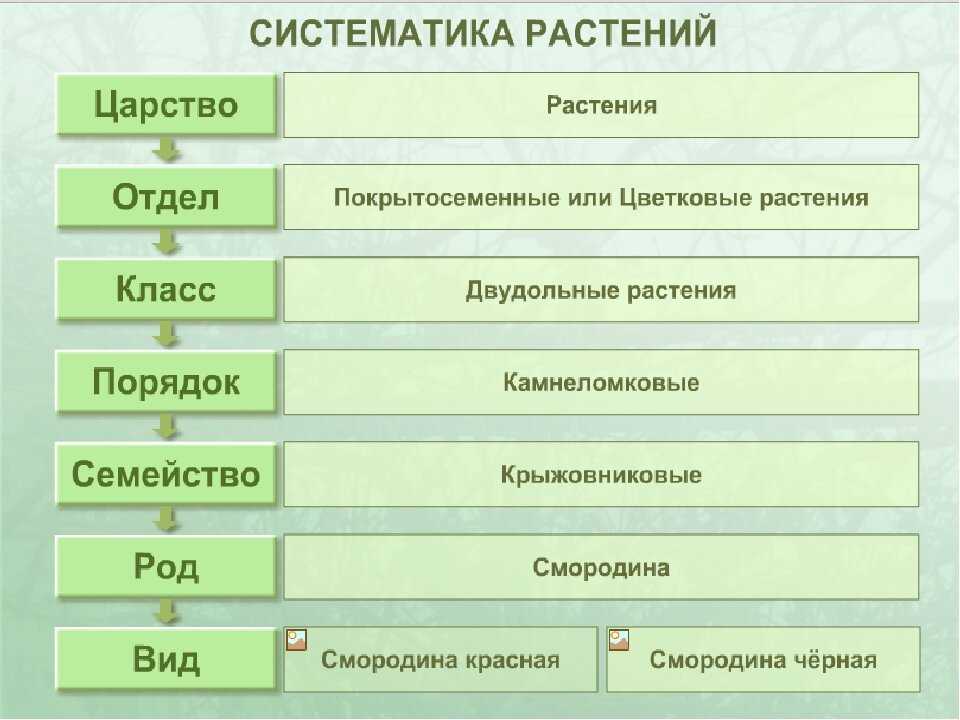 Вид в биологии - критерии вида в таблице с примерами