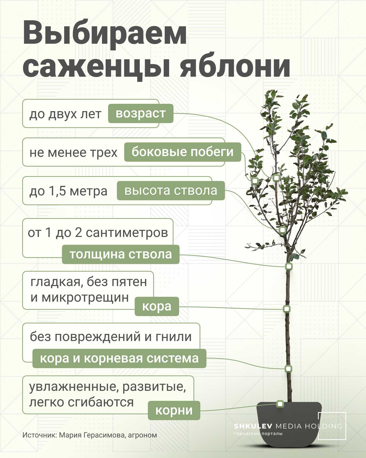 Как вырастить яблоню из семечка в домашних условиях: правила выращивания саженца из косточки