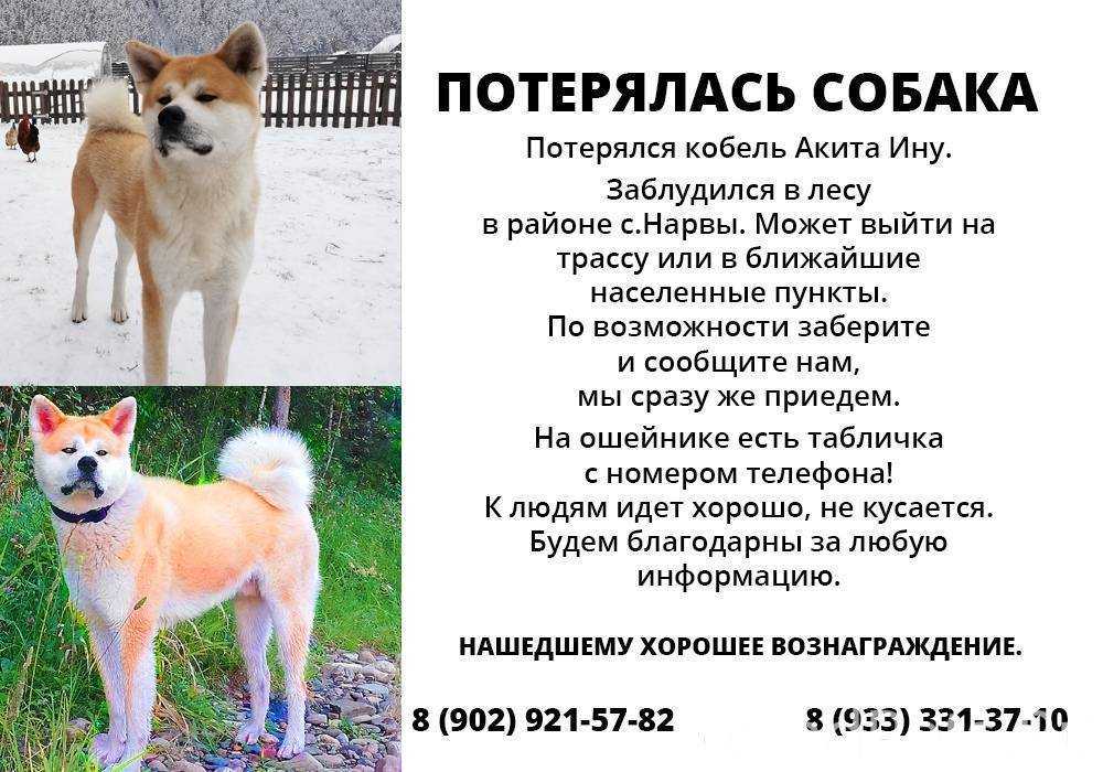 Сочинение собачья преданность 9 класс огэ 15.3 рассуждение