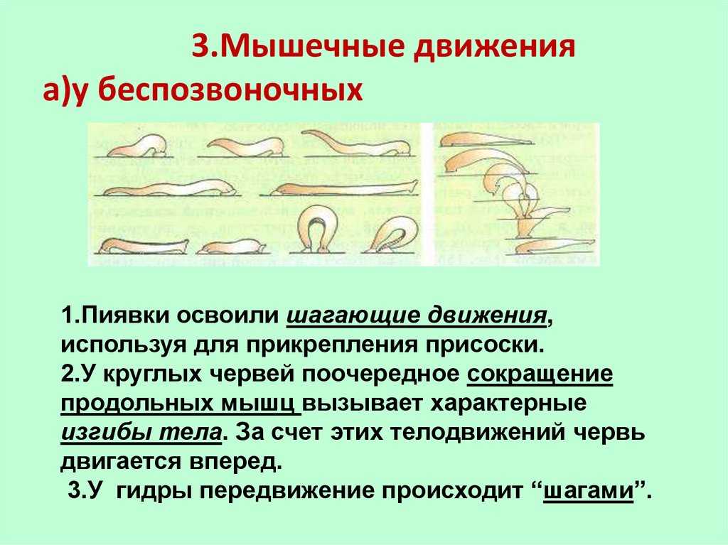 Мышцы ног и ягодиц: строение и функции