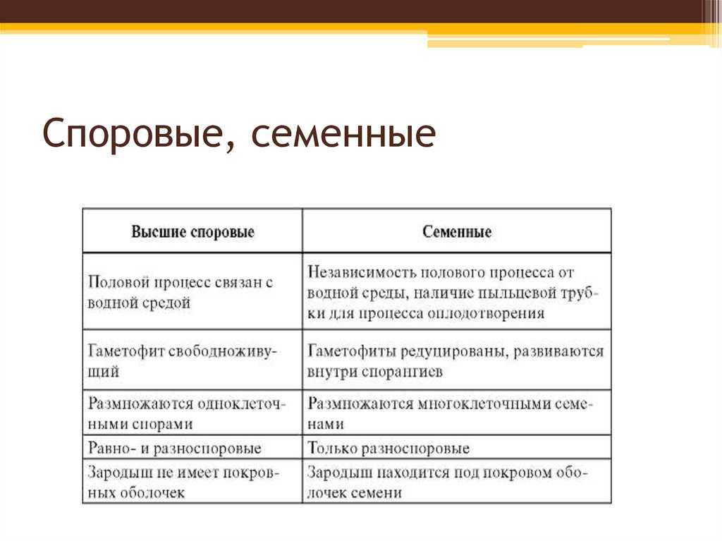 Происхождение растений. основные этапы развития растительного мира. биология 6 класс. пасечник
