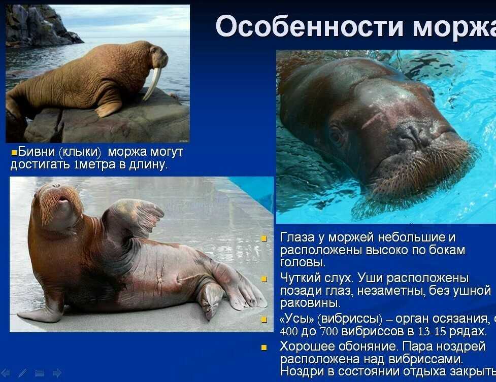 Животное морж и его польза