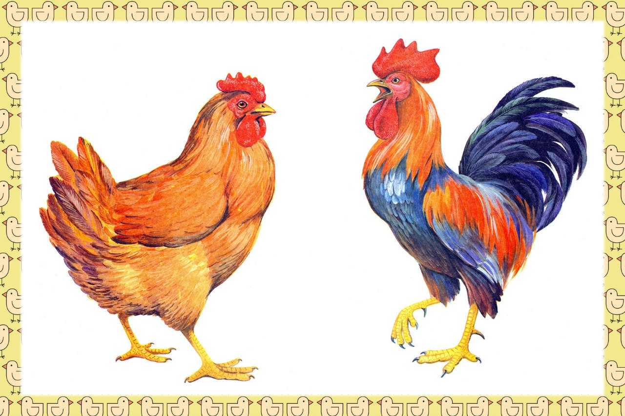 Как отличить мясо петуха от курицы: подробный обзор