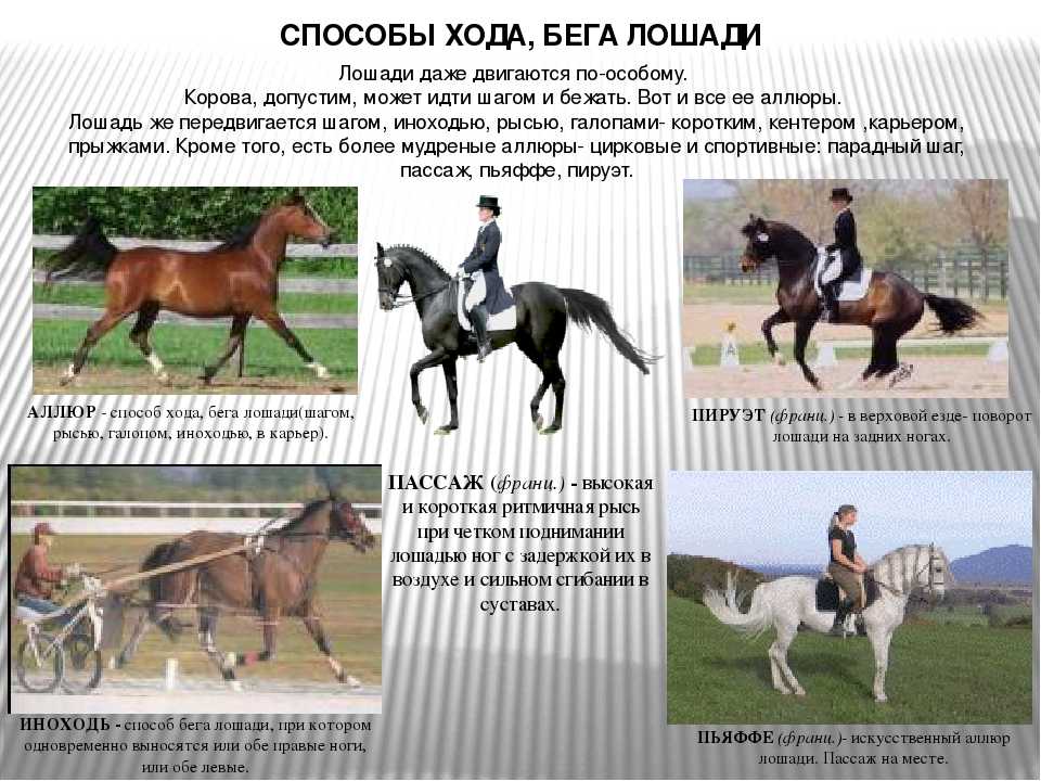 Аллюры — это походки лошадей. виды