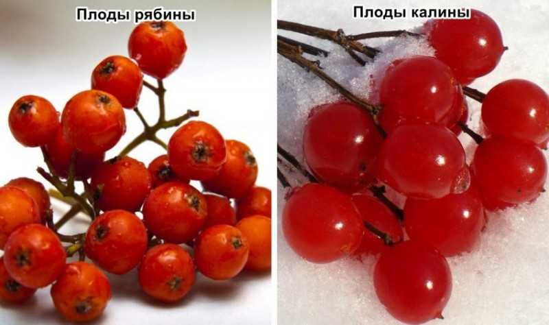 Виды калины: сорта, фото и названия сладких и обыкновенных садовых форм