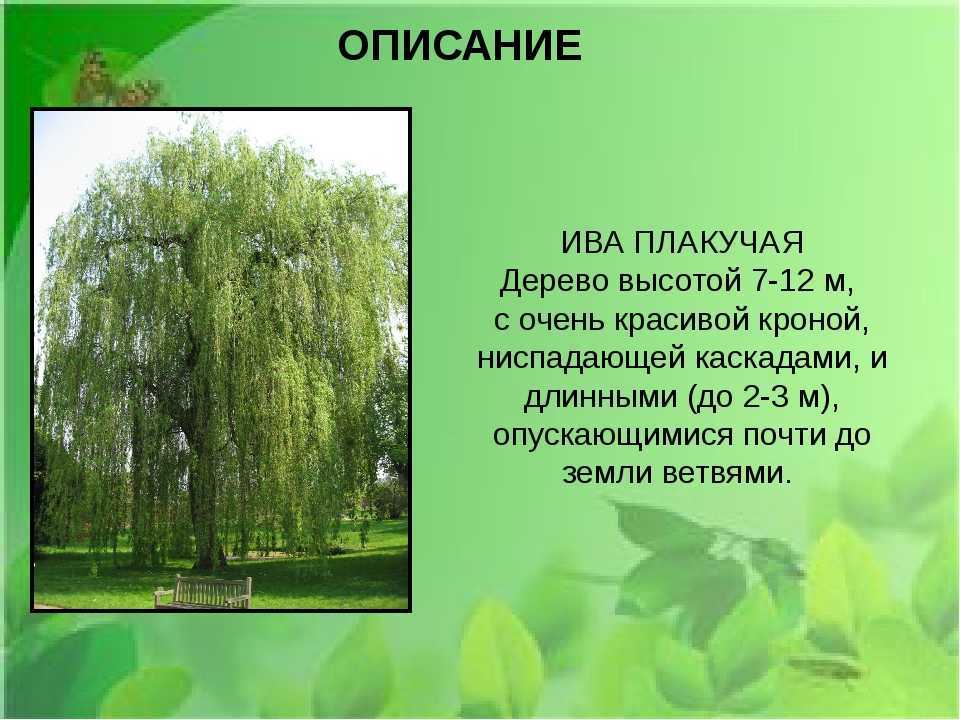 Ива: продолжительность жизни, виды, описание