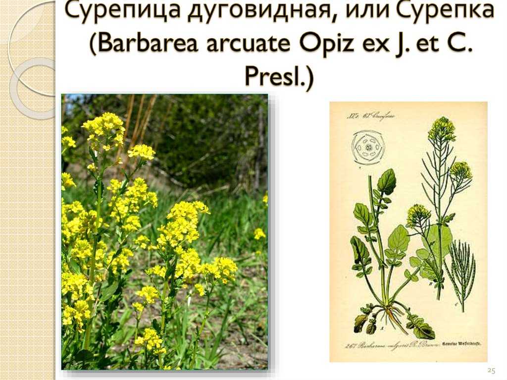 Сурепица - характеристика растения » дом, сад и огород - актуальные и полезные советы дачникам и огородникам: посадка, уход, цветы, овощи и фрукты, грибы и ягоды