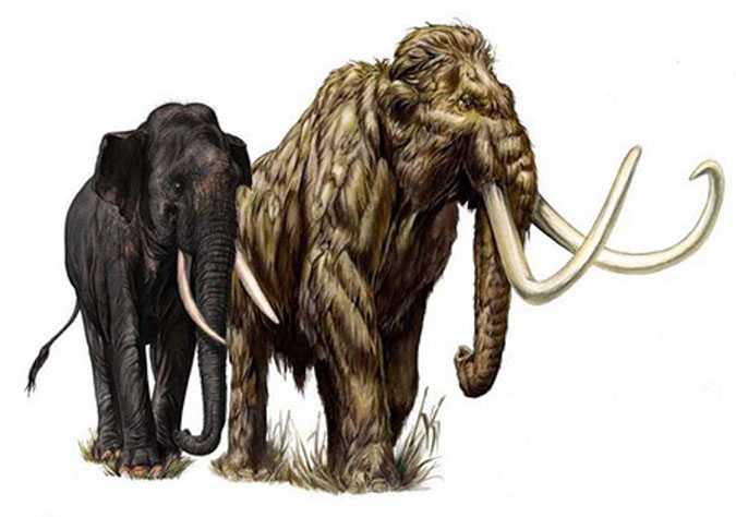 Слон животное. описание, особенности, виды, образ жизни и среда обитания слона | живность.ру