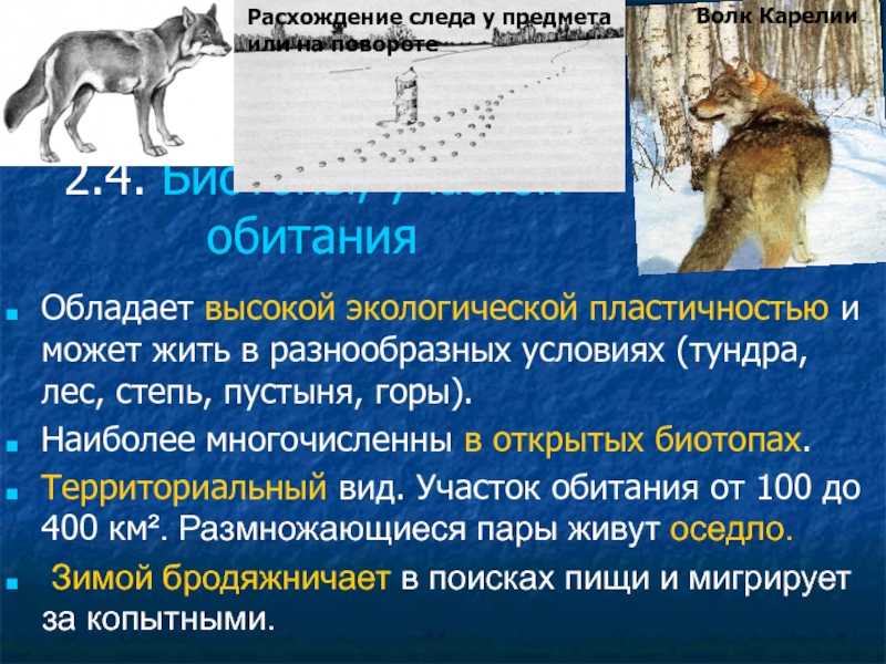 Как выжить при нападении волка: 11 шагов