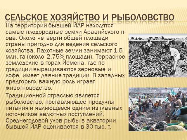 Какая рыба полезнее минтай или треска? | польза и вред