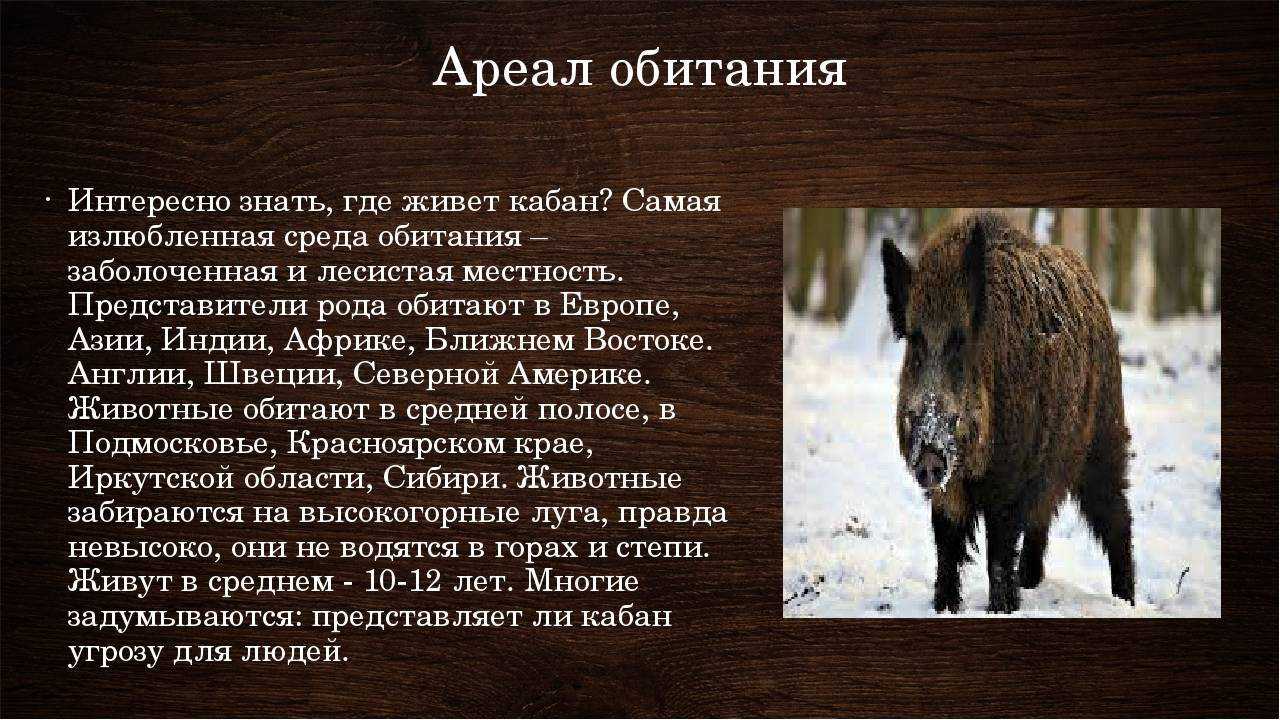 Дикий кабан - описание животного, где обитает, чем питается