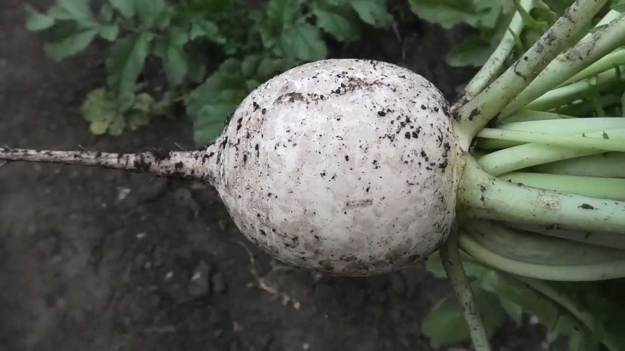 Лучшие сорта редиса
