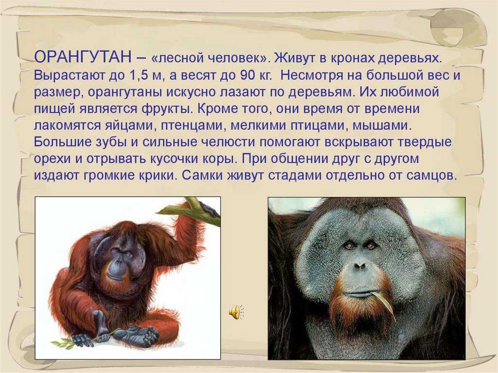 Обезьяны