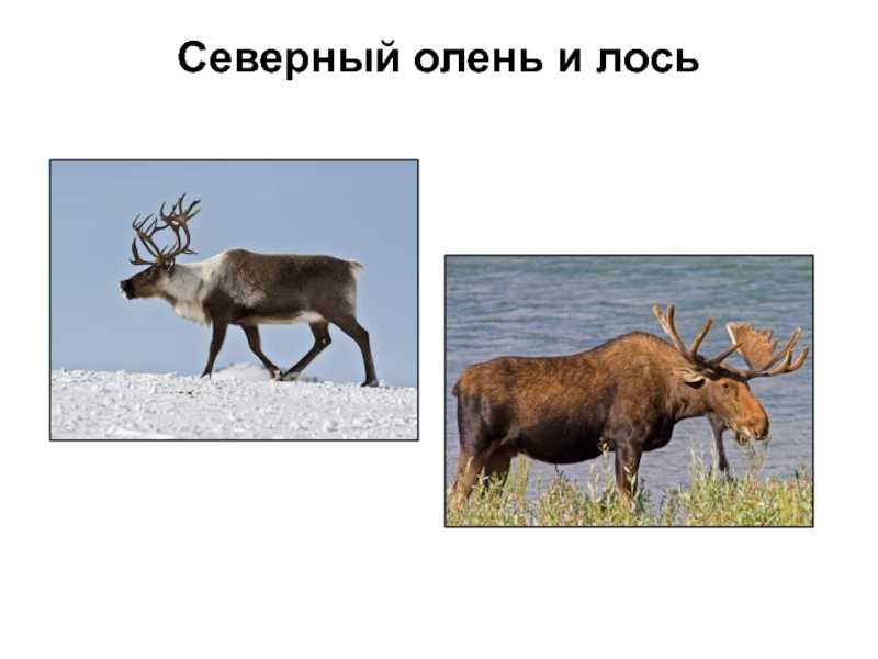 Лось. трофеи и измерения - русский охотничий портал