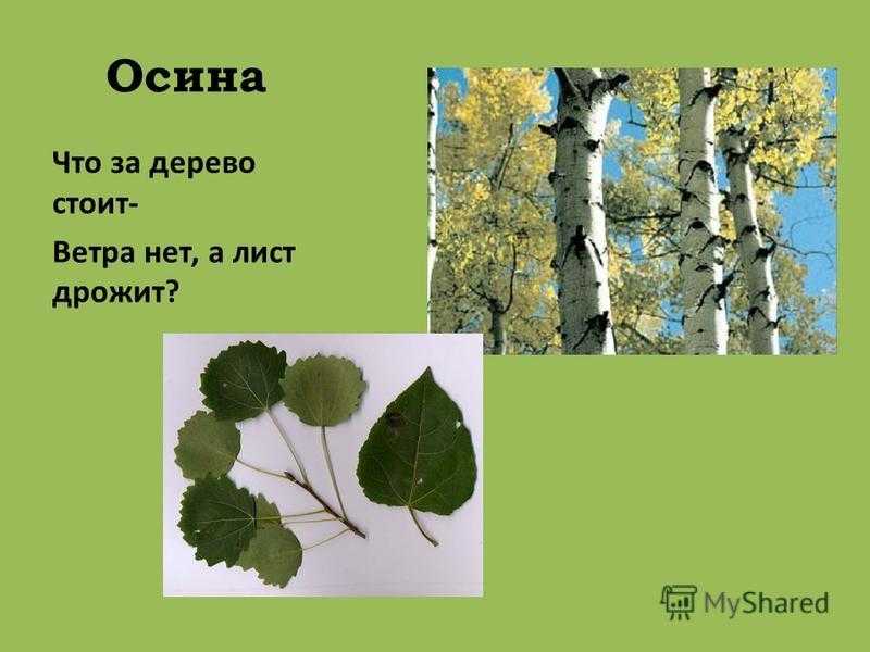 Необычные свойства осины