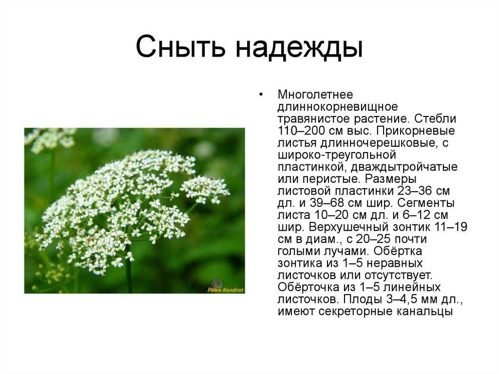 «на дикорастущих растениях можно протянуть недели две-три». учёный отвечает на вопросы из соцсетей