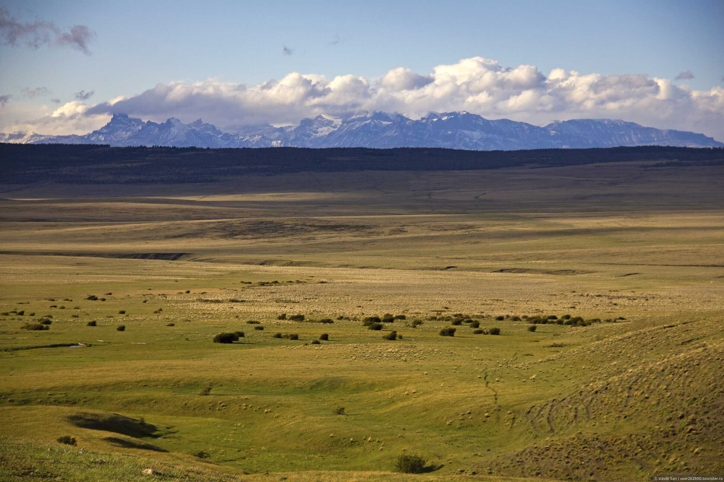 Растительность пампы южной америки