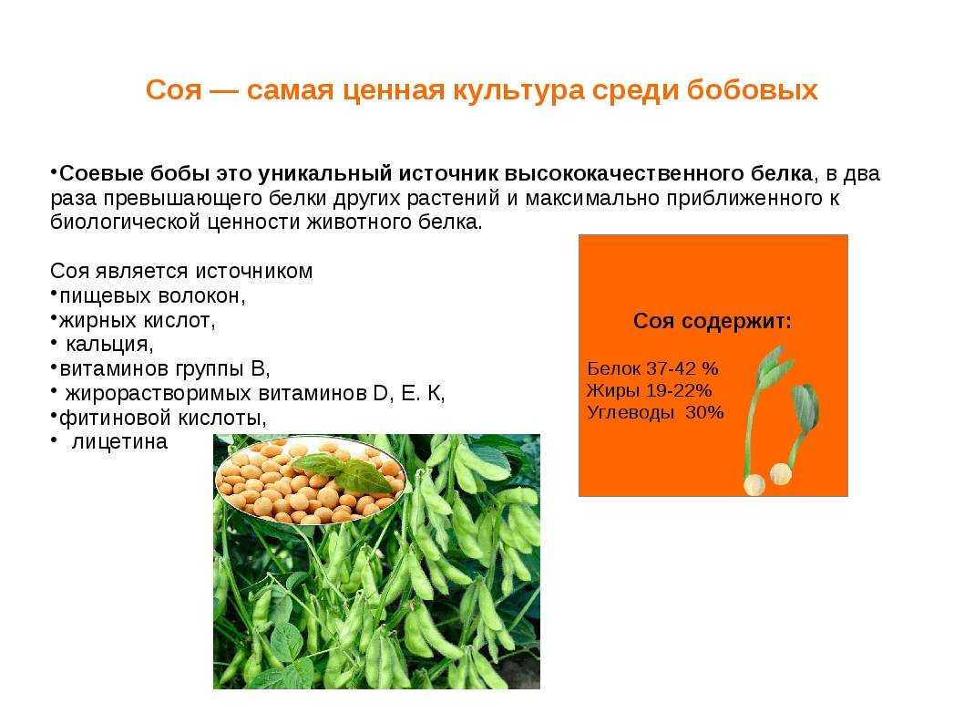 Фасоль, горох, чечевица или соя: что полезнее и в каком количестве?